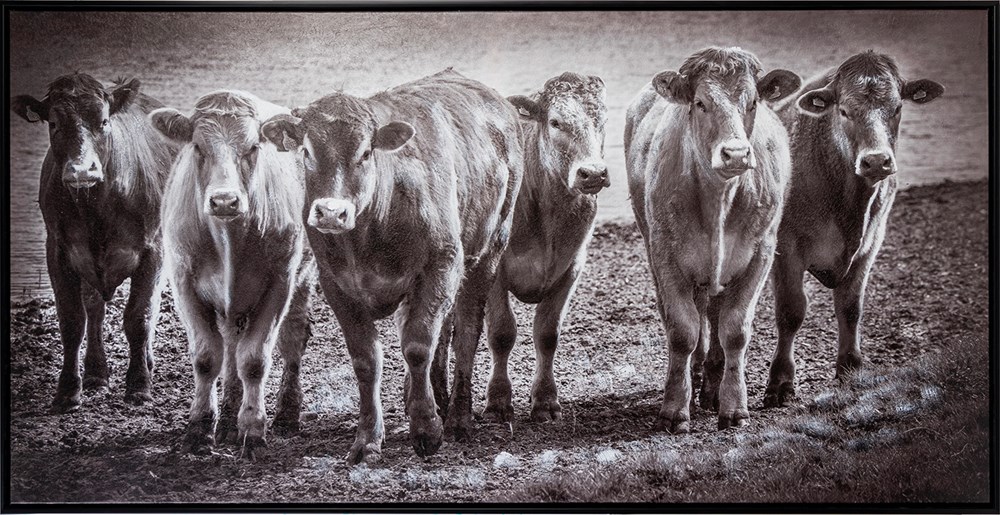 Six Pack Cows Framed