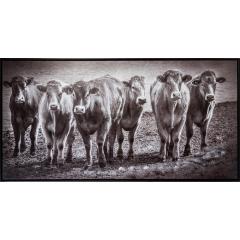 Six Pack Cows Framed